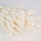 White Dried Lagurus