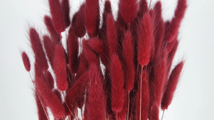Dried Lagurus Berry