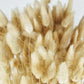Natural color dried lagurians