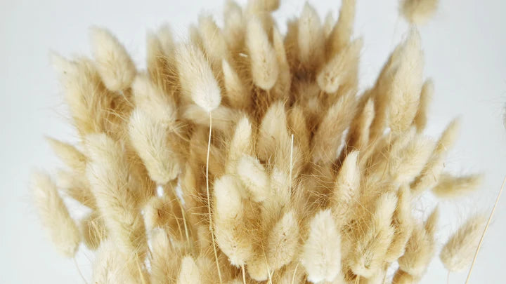 Natural color dried lagurians