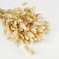 Natural color dried lagurians