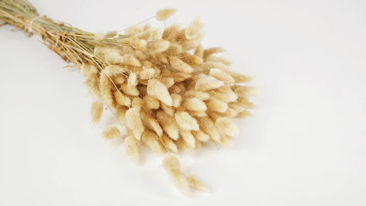 Natural color dried lagurians