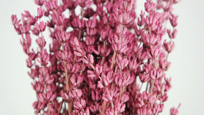 Stabilized dark pink lavender