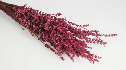 Stabilized dark pink lavender