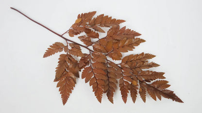 Amber stabilized leather fern - bundle of 6 stems