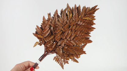 Amber stabilized leather fern - bundle of 6 stems