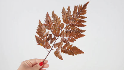 Amber stabilized leather fern - bundle of 6 stems