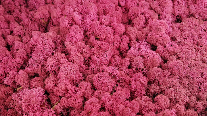 Stabilized Lichen Erica 500 g PRO