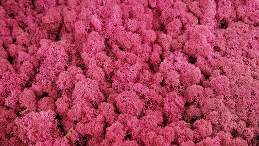 Stabilized Lichen Erica 500 g PRO