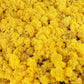 Lichen stabilisé Jaune 5 Kg PRO