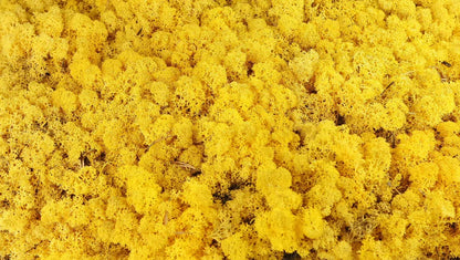 Lichen stabilisé Jaune 2,5 Kg PRO
