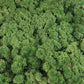 Lichen stabilisé Vert mousse 2,5 Kg PRO