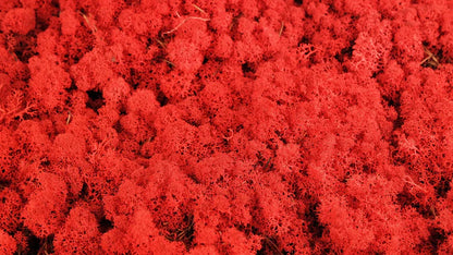 Lichen stabilisé Rouge 5 Kg PRO
