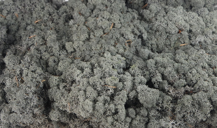 Stabilized Lichen Black 500 g PRO