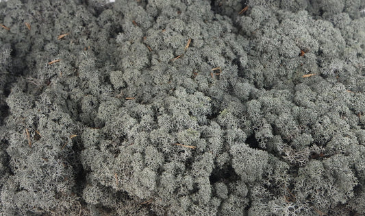 Stabilized Lichen Black 500 g PRO