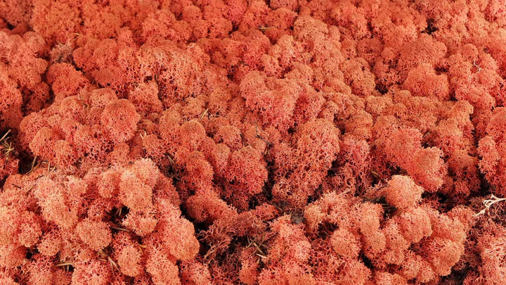 Lichen stabilized Siana 500 g PRO