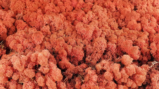 Lichen stabilized Siana 500 g PRO