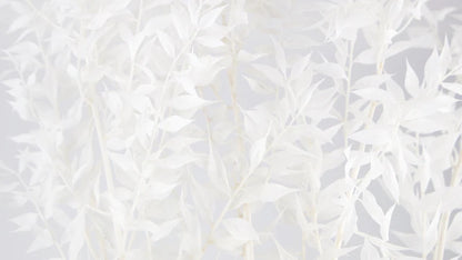 Ruskus stabilized White