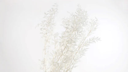 Ruskus stabilized White