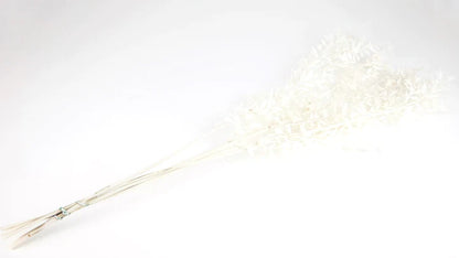Ruskus stabilized White