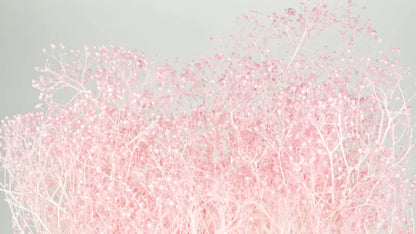 Mini stabilized light pink gypsophila