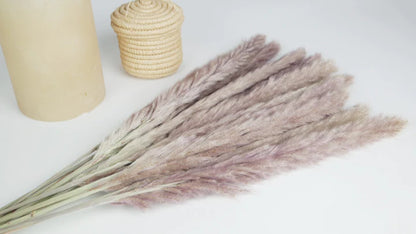 Natural Dried Mini Pampas