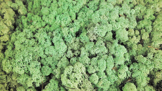 Lichen stabilized Mint 500 g PRO