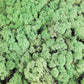 Lichen stabilisé Menthe 2,5 Kg PRO