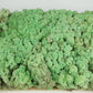 Lichen stabilisé Menthe 2,5 Kg PRO