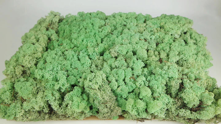 Lichen stabilisé Menthe 2,5 Kg PRO