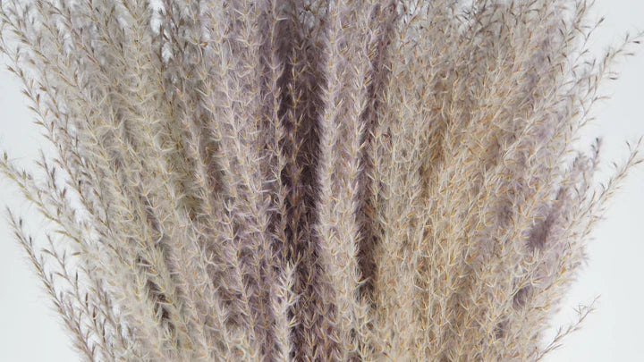 Miscanthus séché couleur naturelle 70 cm