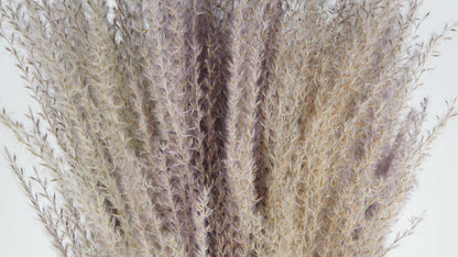 Miscanthus dried natural color 70 cm