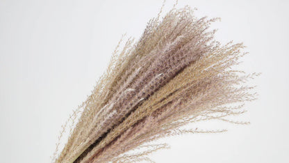Miscanthus dried natural color 70 cm