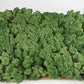 Lichen stabilisé Vert mousse 2,5 Kg PRO