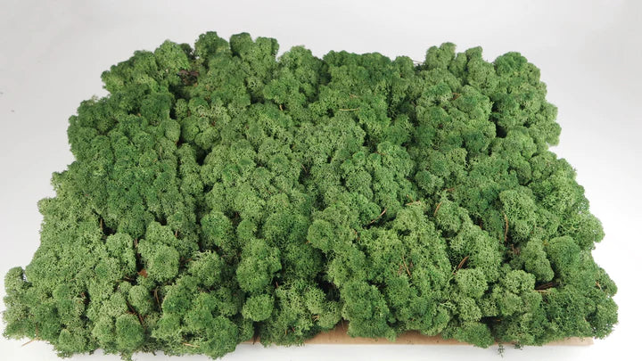 Lichen stabilisé Vert mousse 2,5 Kg PRO