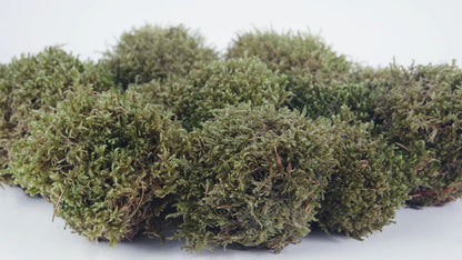 Mousse Provence stabilisée Vert naturel - petit conditionnement - PRO