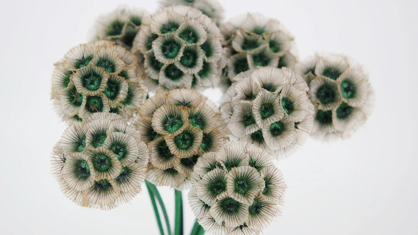 Scabiosa Stellata natural color