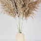 Dried pampas natural color 75 cm