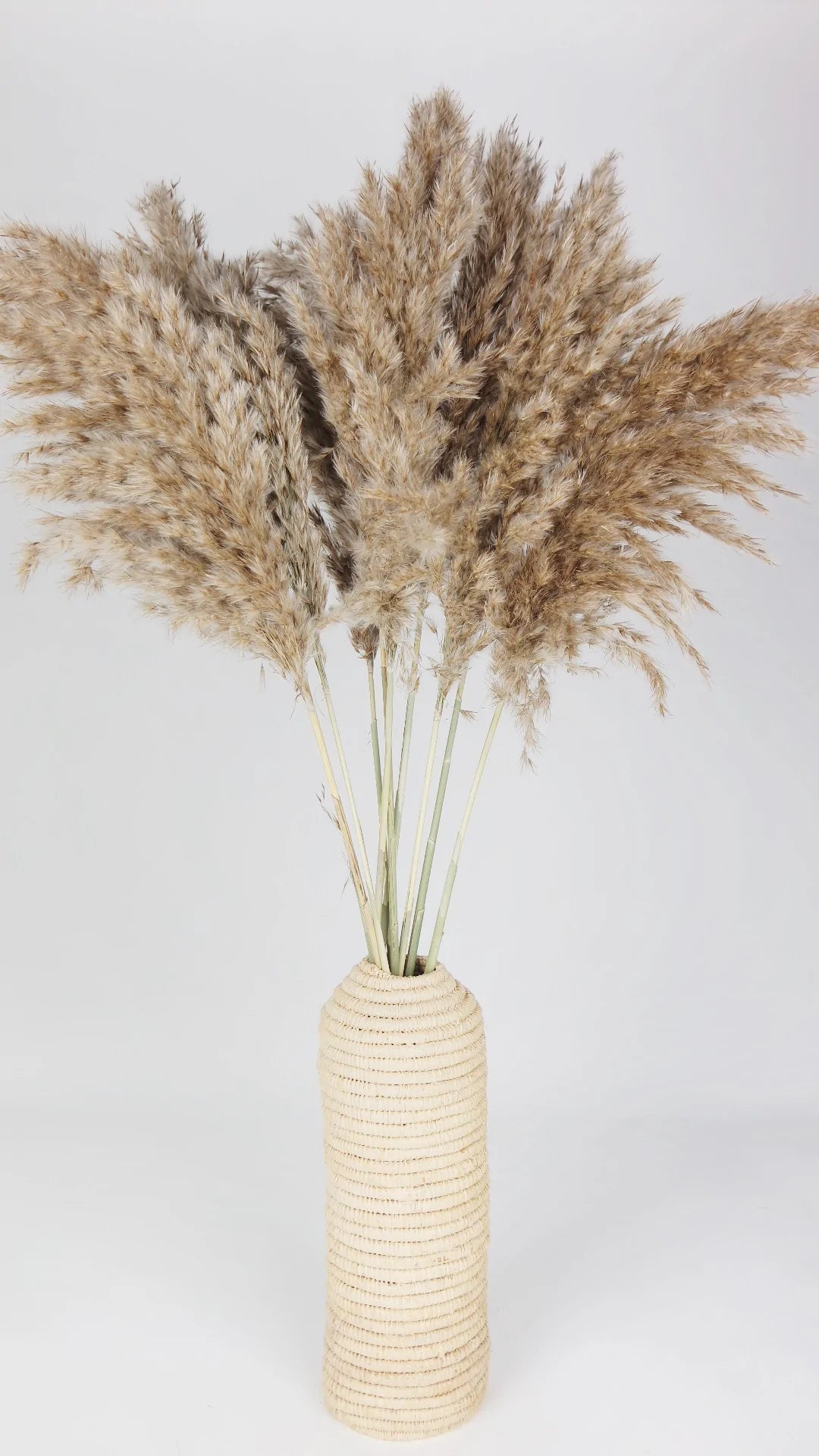 Dried pampas natural color 75 cm