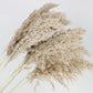 Dried pampas natural color 75 cm
