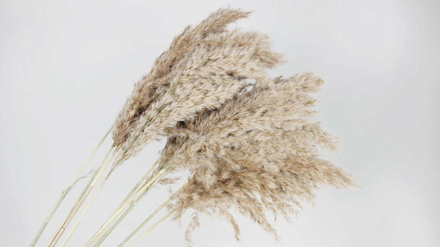 Dried pampas natural color 75 cm