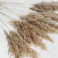 Dried pampas natural color 75 cm