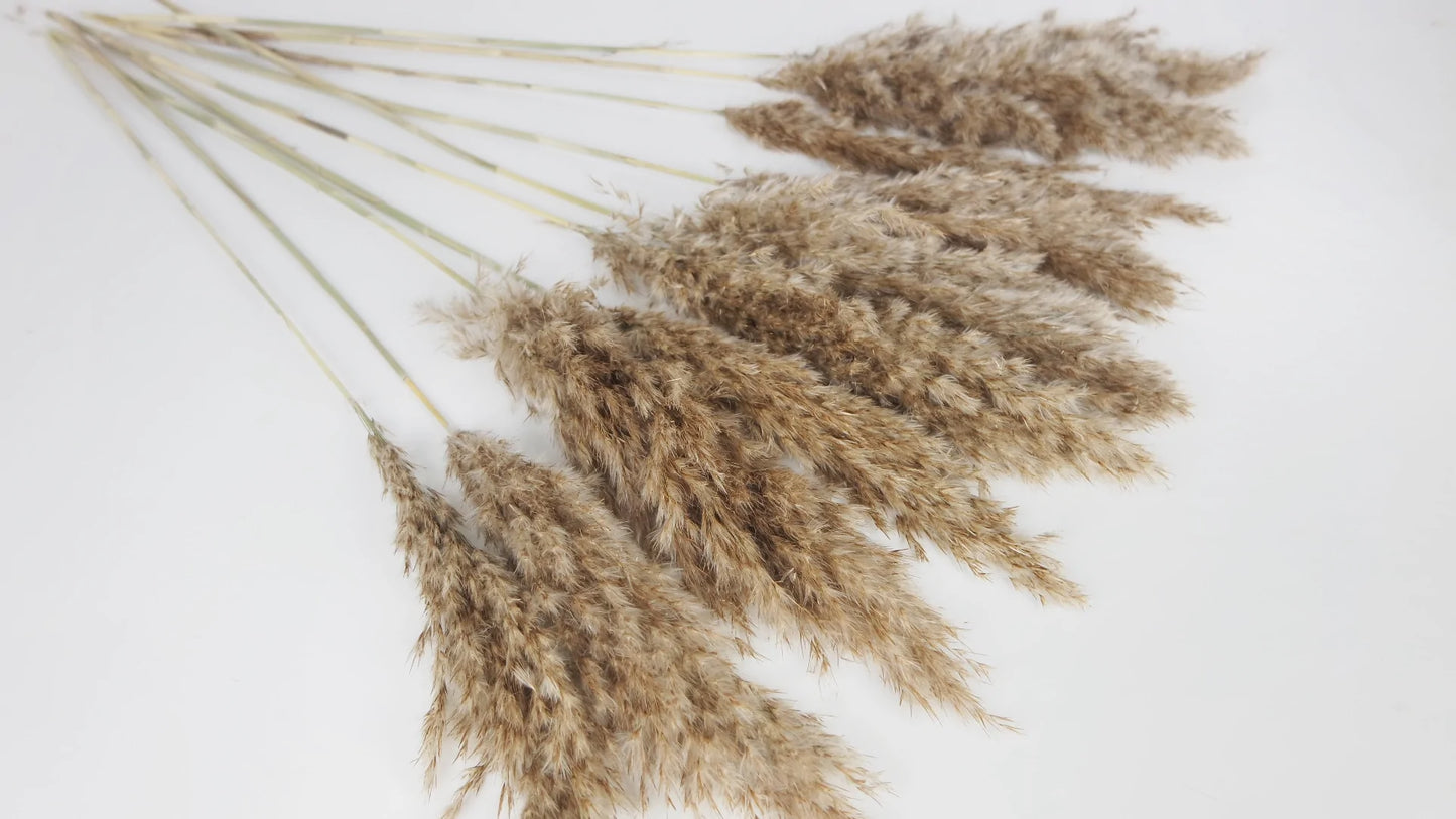 Dried pampas natural color 75 cm