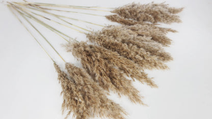 Dried pampas natural color 75 cm