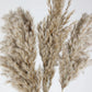 Dried pampas natural color 75 cm