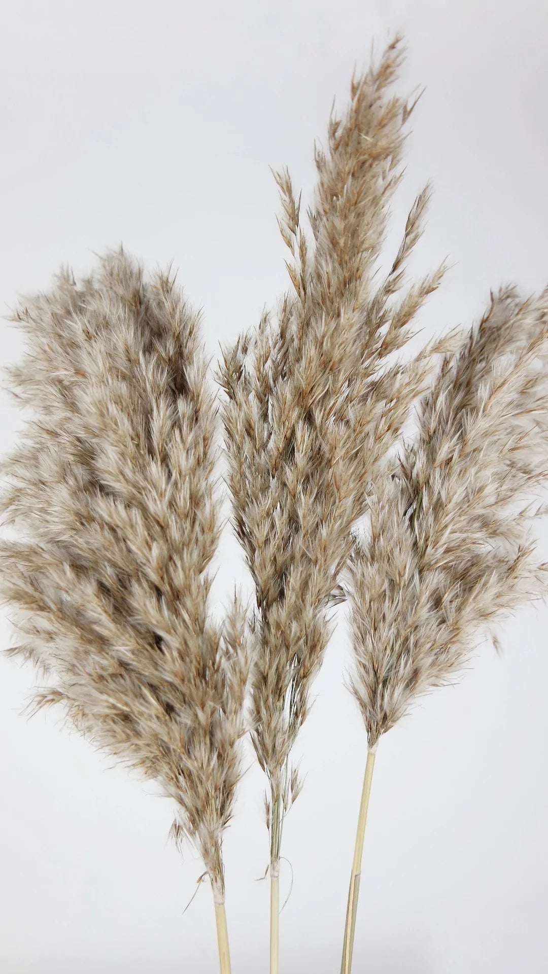 Dried pampas natural color 75 cm