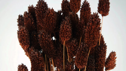 Brown Dried Phalaris
