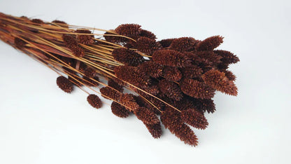 Brown Dried Phalaris