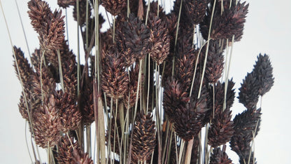 Dark Brown Dried Phalaris