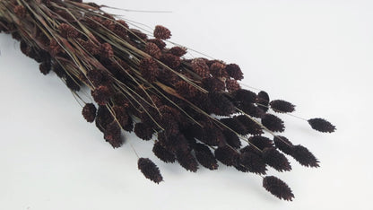 Dark Brown Dried Phalaris